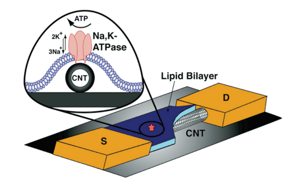 Lipid nanotube or nanowire