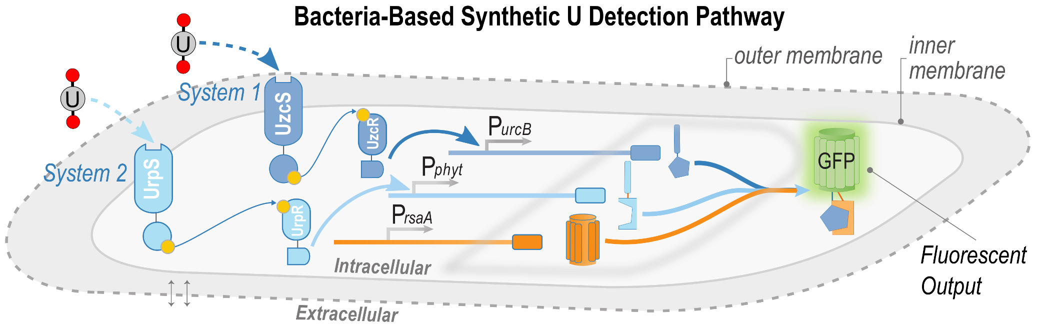 bacteria-based_synthetic_u_detection_pathway