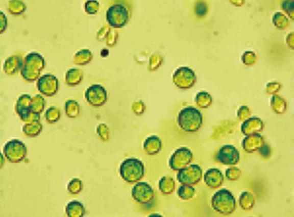 Chlamydomonas Reinhardti alga cells