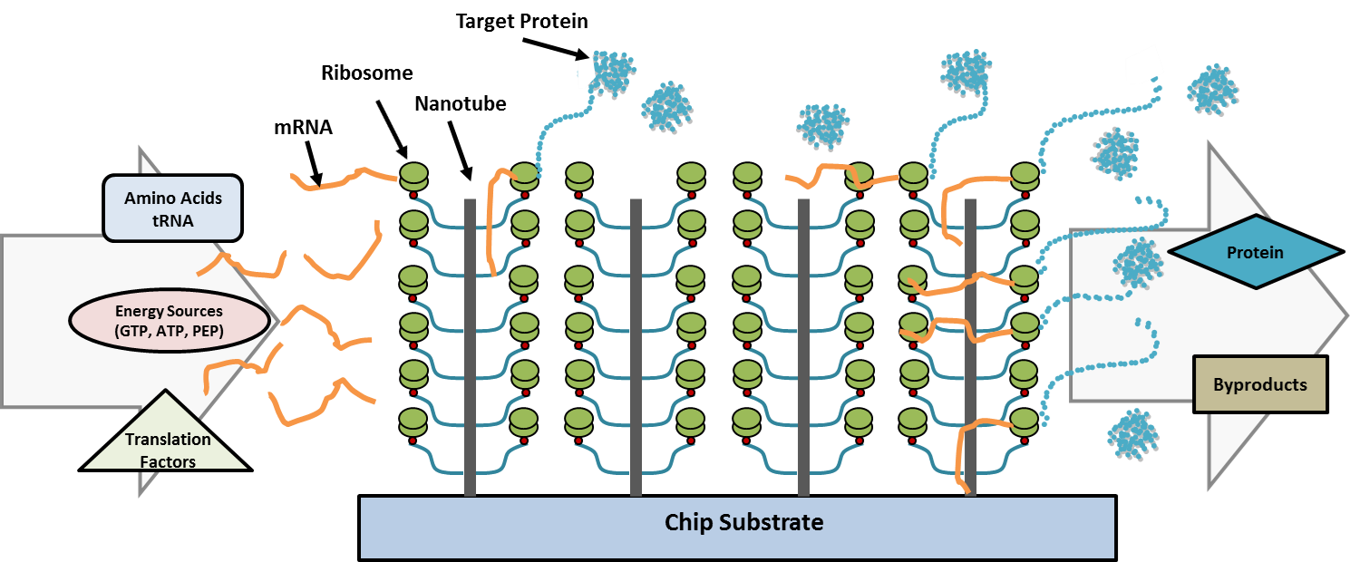 High Density Protein Translation System: Nanotubes used to greatly increase the density of ribosomes on a surface by adding a third dimension (height) to enable multiple ribosomal attachment sites.