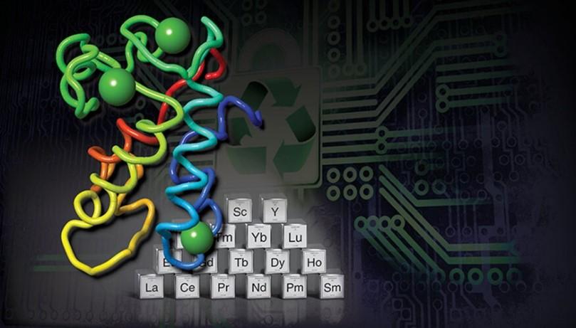 Illustration depicts lanmodulin, a small protein which is a bio-sourced alternative to extract, purify and recycle rare earth elements from various sources, including electronic waste. Credit: Thomas Reason/LLNL
