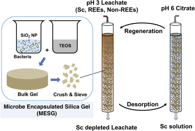 Biosorption-based REE recovery and Sc extraction from low-grade feedstocks.