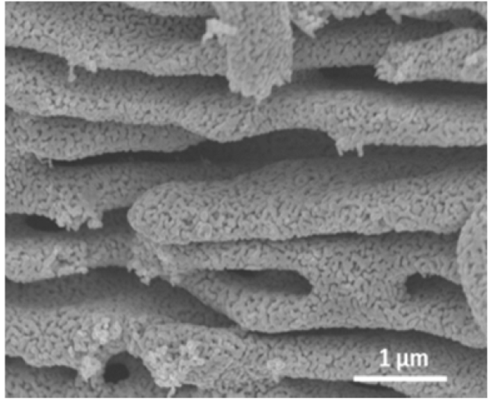 SEM image of nanoporous Cu catalyst material