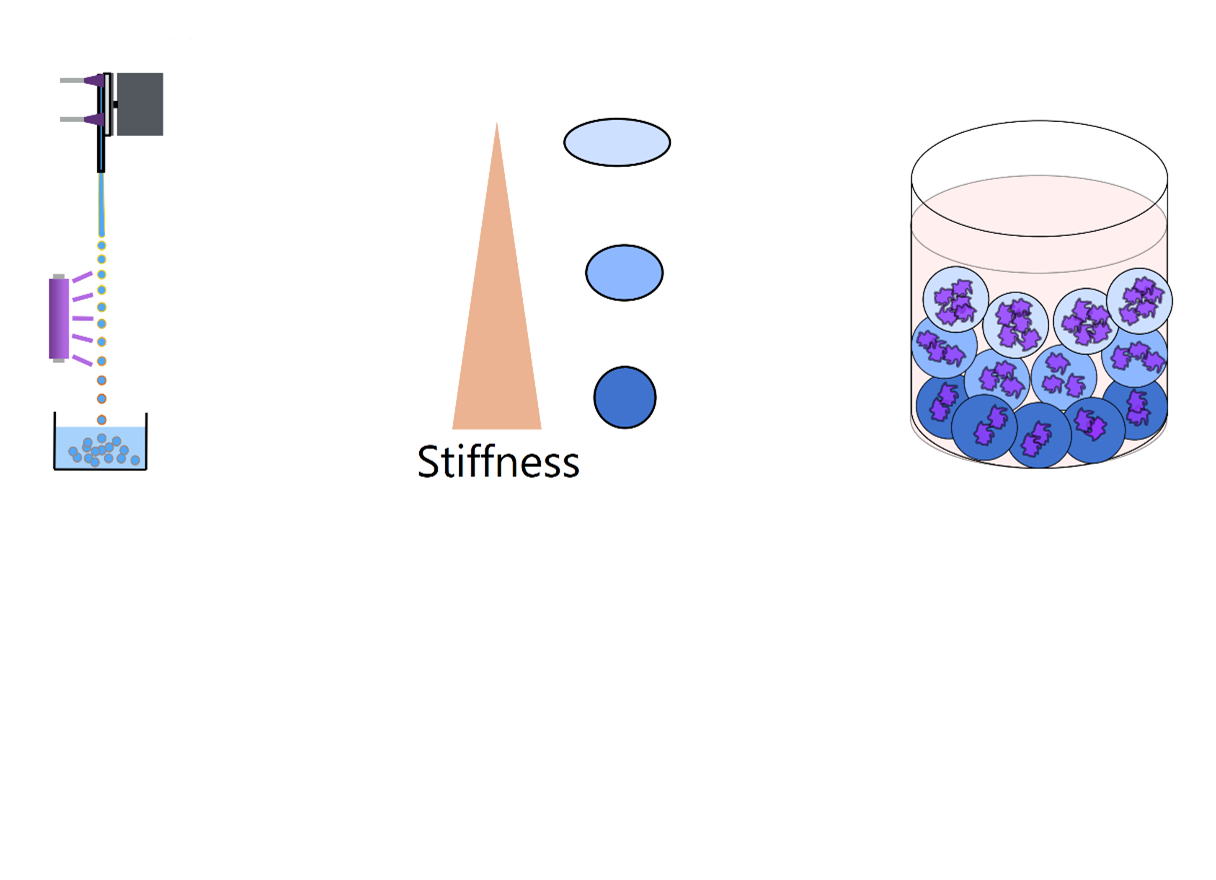 Schematic process of fabricating cell laden microgels via In-Air Drop Encapsulation Apparatus for making tissue constructs possessing gradients in stiffness