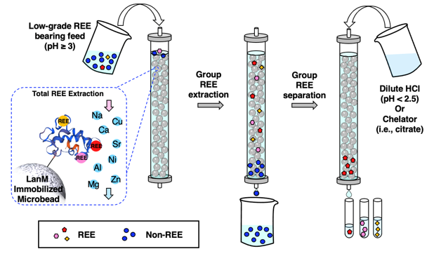 Novel Protein-based Method for REE Separation