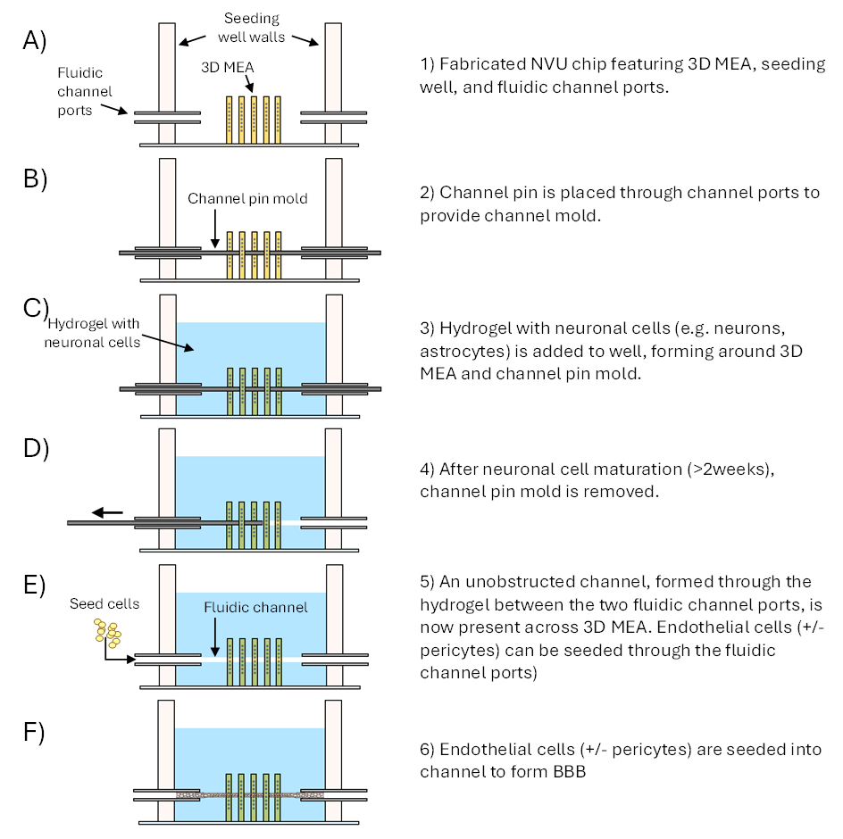 Schematic outlining the formation of the NVU within the engineered system