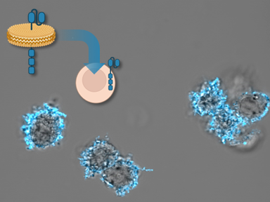 Nanolipoproteins containing CAR proteins can be used to engineer human T cells. This rapid method for protein delivery could represent a new method to manufacture cancer therapies