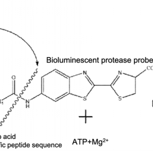 Bioluminescent probes