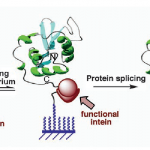 Selective Immobilization of Proteins