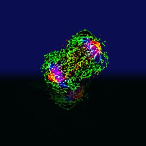 Breast Cancer Cells