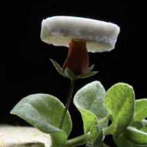 silver nanowire aerogel875