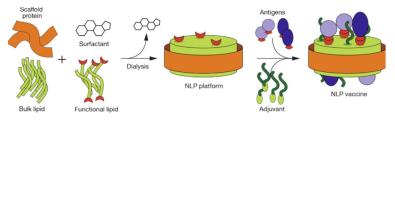 NLP subunit vaccine