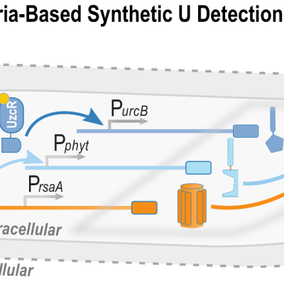 bacteria-based_synthetic_u_detection_pathway