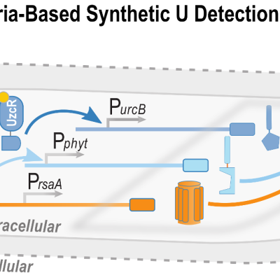 bacteria-based_synthetic_u_detection_pathway.png bacteria-based_synthetic_u_detection_pathway