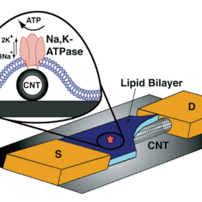 Lipid nanotube or nanowire