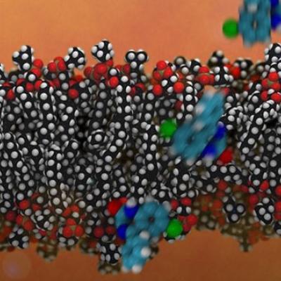 Blood-brain barrier