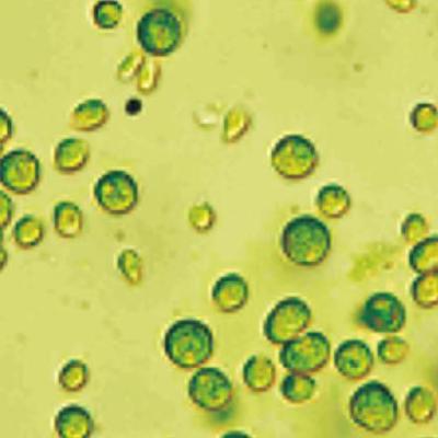 Chlamydomonas Reinhardti alga cells