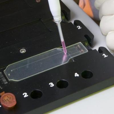 Microbial Detection Array 2