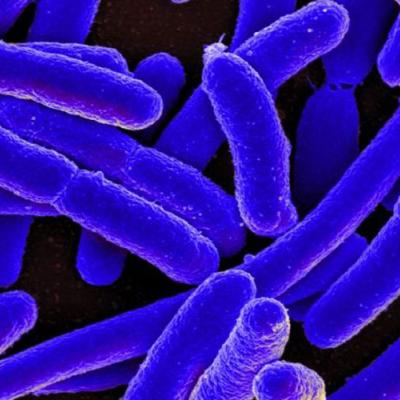blue bacteria