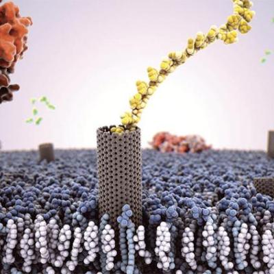 carbon nanotube porin embedded in a cell membrane with a single strand of DNA passing through it
