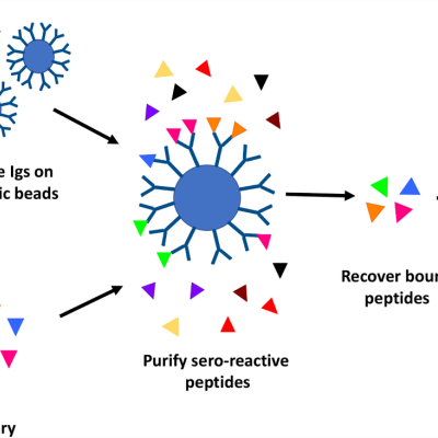 Immunoproteomic workflow to identify antigenic peptides.