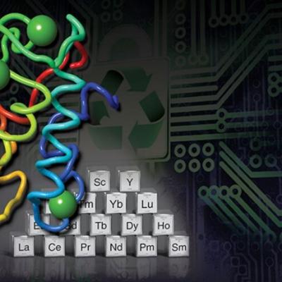 Illustration depicts lanmodulin, a small protein which is a bio-sourced alternative to extract, purify and recycle rare earth elements from various sources, including electronic waste. Credit: Thomas Reason/LLNL