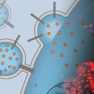 The image is a montage of an artist’s depiction of a liposomal drug carrier studded with carbon nanotube porins that is docking to a cancer cell surface and delivering chemotherapy cargo with a fluorescence microscopy image of stained cells exposed to these carriers. The red stain indicates that the cells are dead and the treatment was successful. Images by P. Lastrico of MPI and N.T. Ho and A. Noy of LLNL.