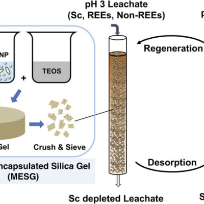 Biosorption-based REE recovery and Sc extraction from low-grade feedstocks.