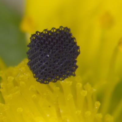A sample of micro-architectured graphene aerogel, made from one of the lightest materials on Earth, sits atop a flower.