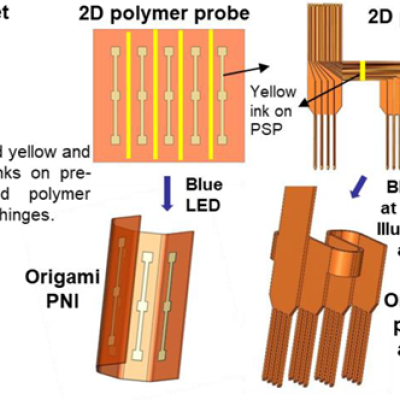 Post-translational insertion of boron in proteins to probe and