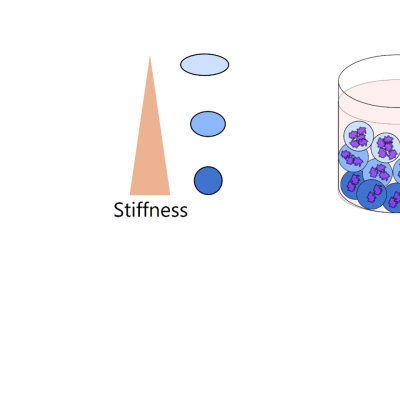 Schematic process of fabricating cell laden microgels via In-Air Drop Encapsulation Apparatus for making tissue constructs possessing gradients in stiffness